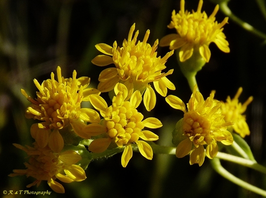 {Solidago rigida}